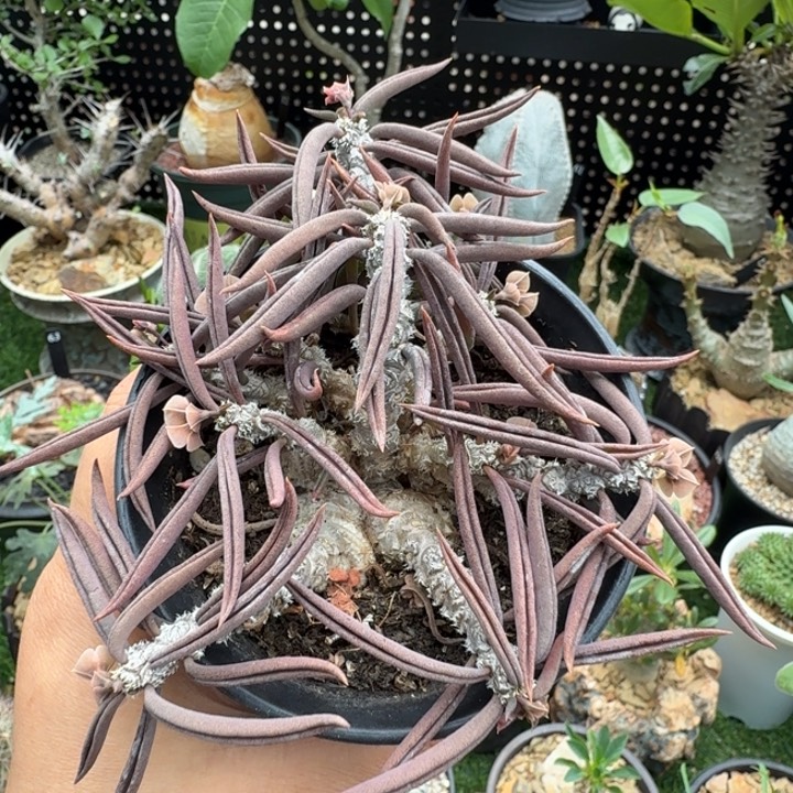 筒叶麒麟678 仙人球