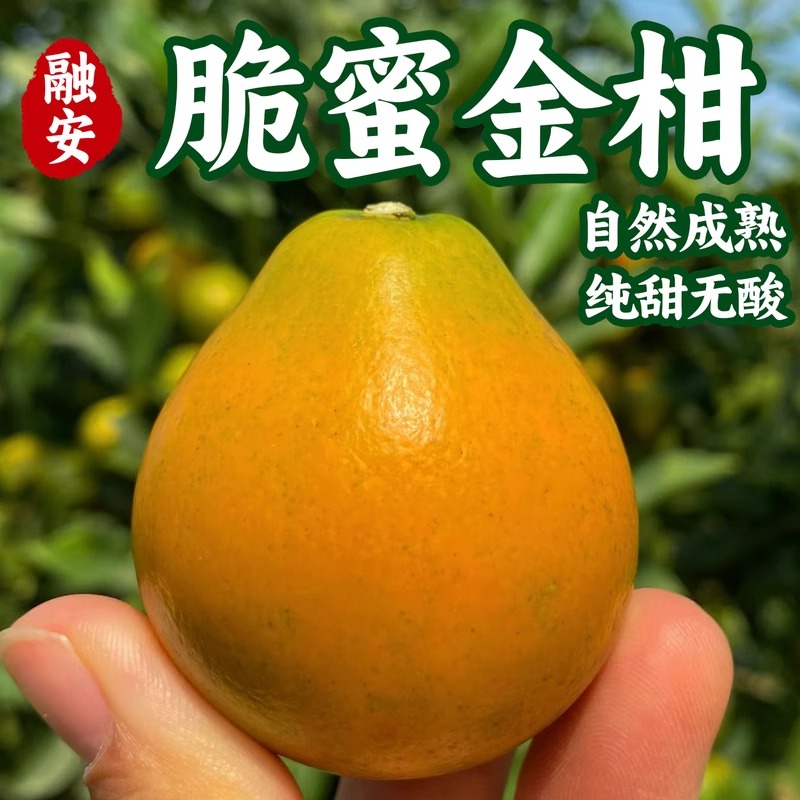 【2斤装*王中王】正宗融安脆蜜金桔广西薄皮新鲜水果蜜糖礼盒装产地