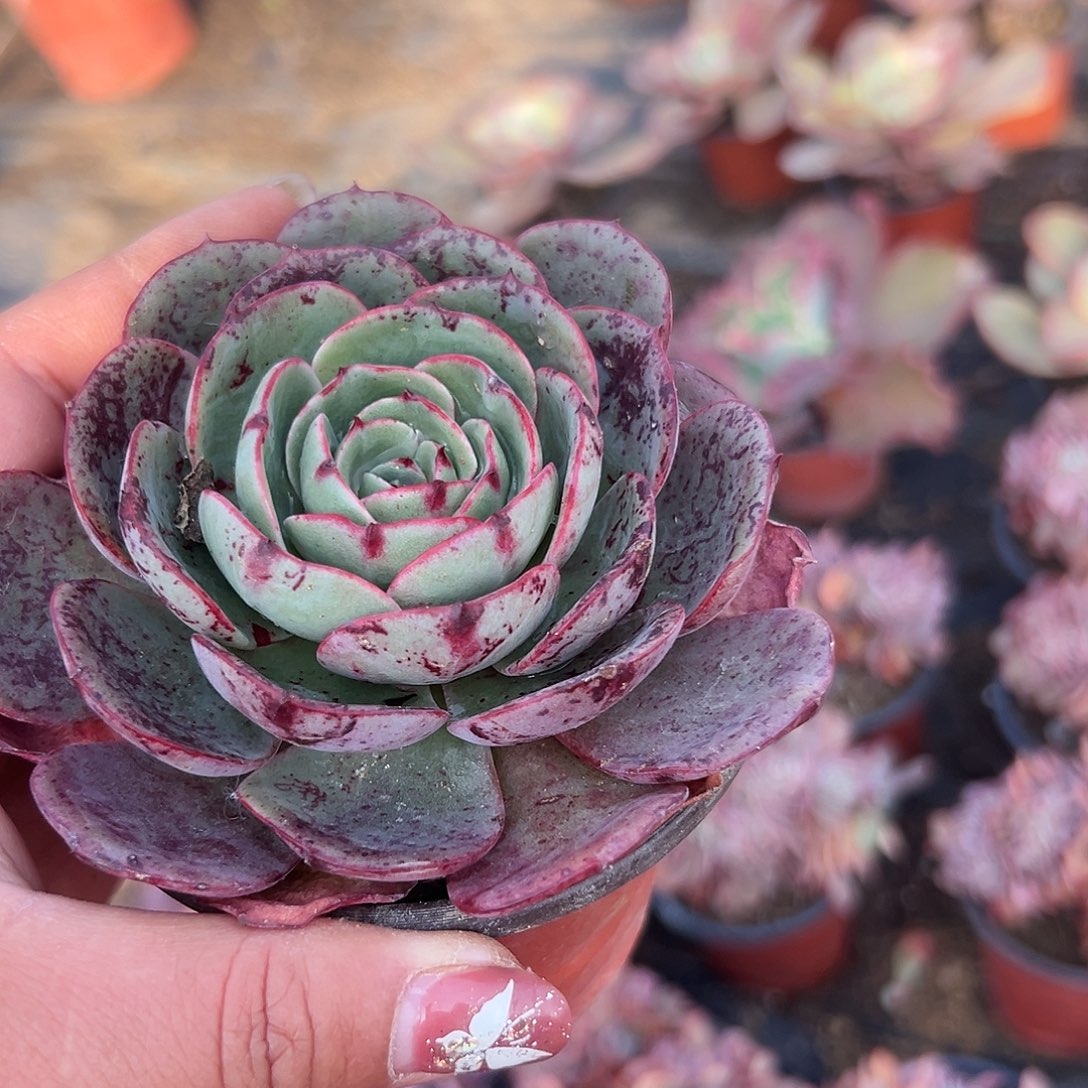 多肉植物多肉植物