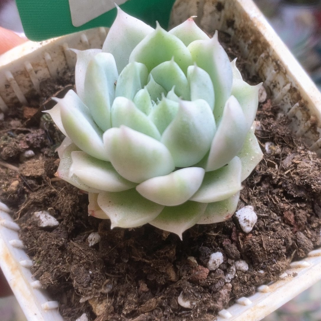 046白瓷麦杆锦锦锦锦锦