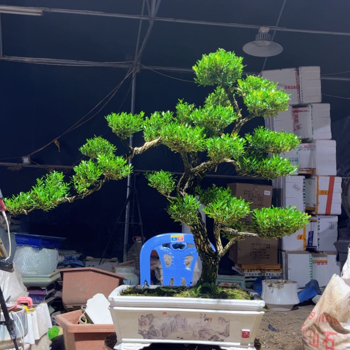 【闪购商品】黄杨盆景
