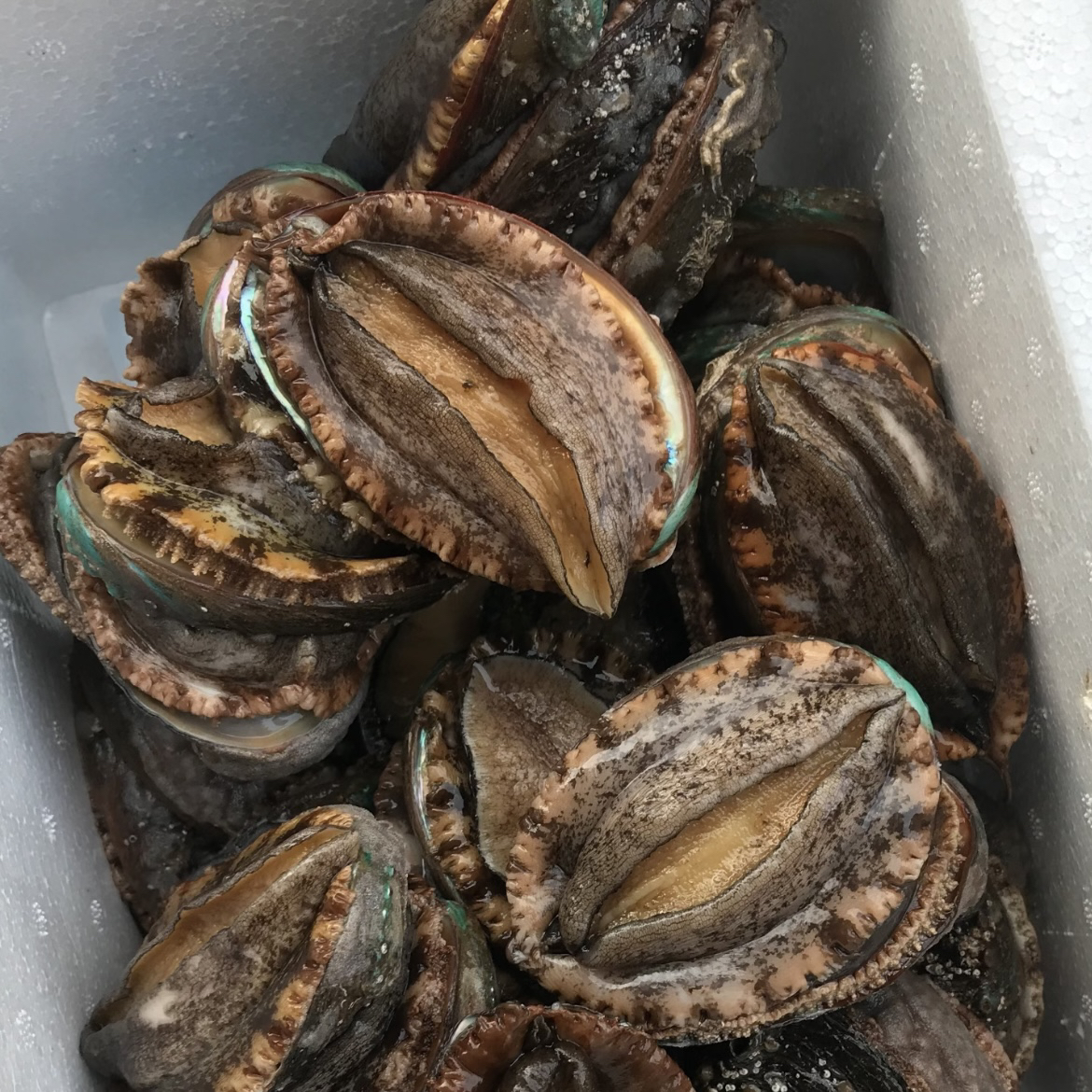 活发-鲜活鲍鱼 4头鲍1斤 顺丰空运到家 包鲜不包活