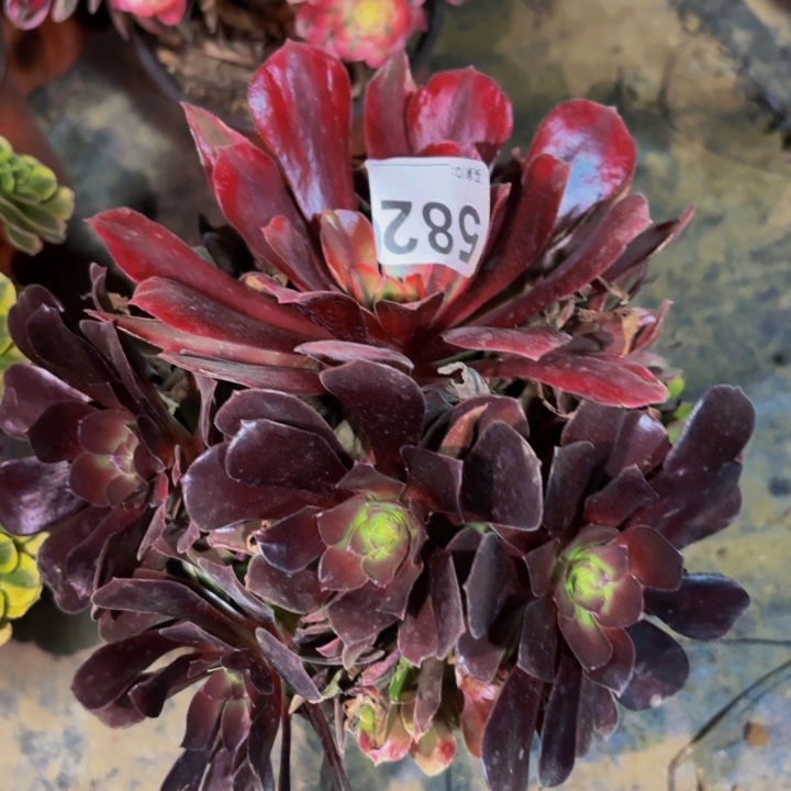 582蒙娜丽莎七彩多肉植物不售后