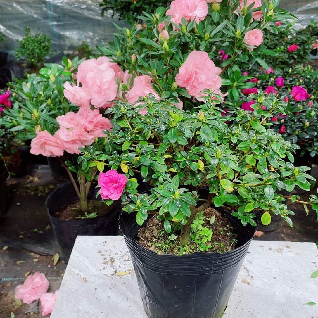 小***爷完全开放小玫瑰杜鹃15