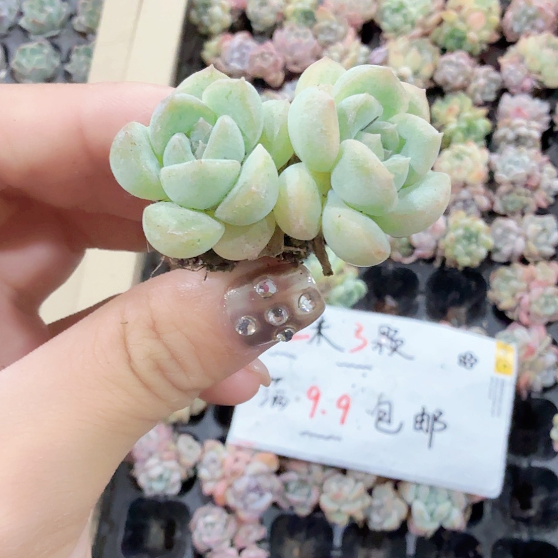 飞星穴苗 3颗一组