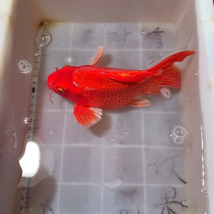 蝴蝶鲤鱼渔场直发74