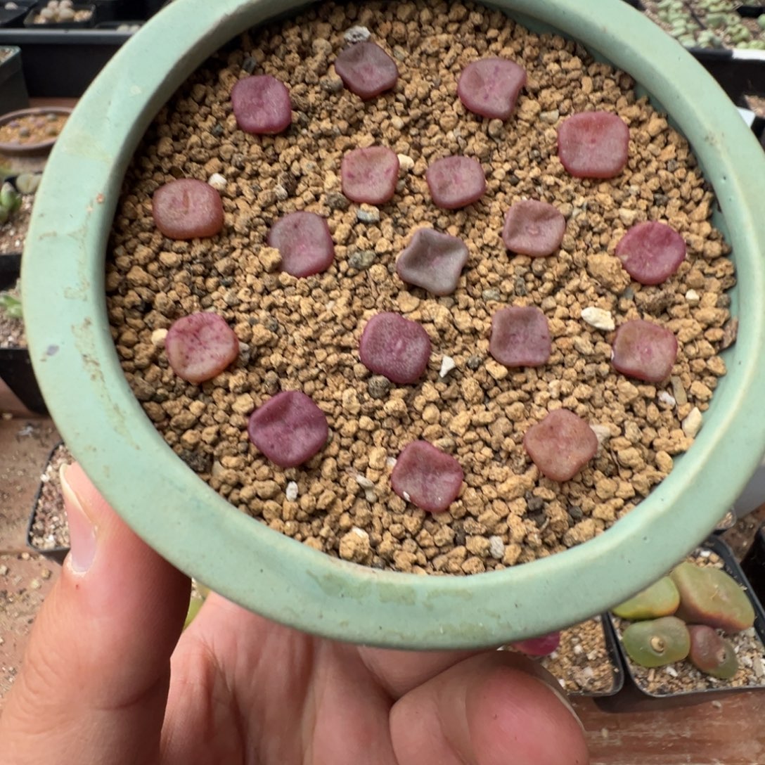 量拍园艺紫方碗10颗