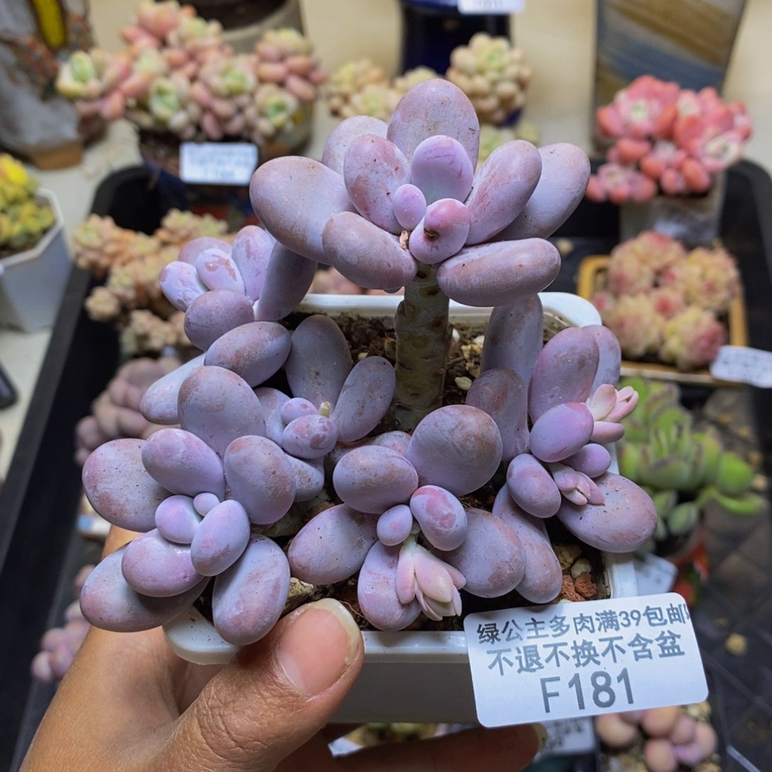 181水光针多肉8cm