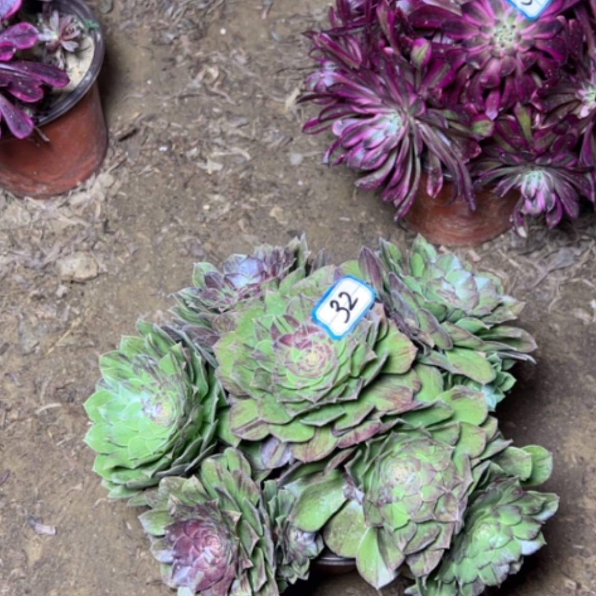 【闪购商品】多肉植物花月夜32