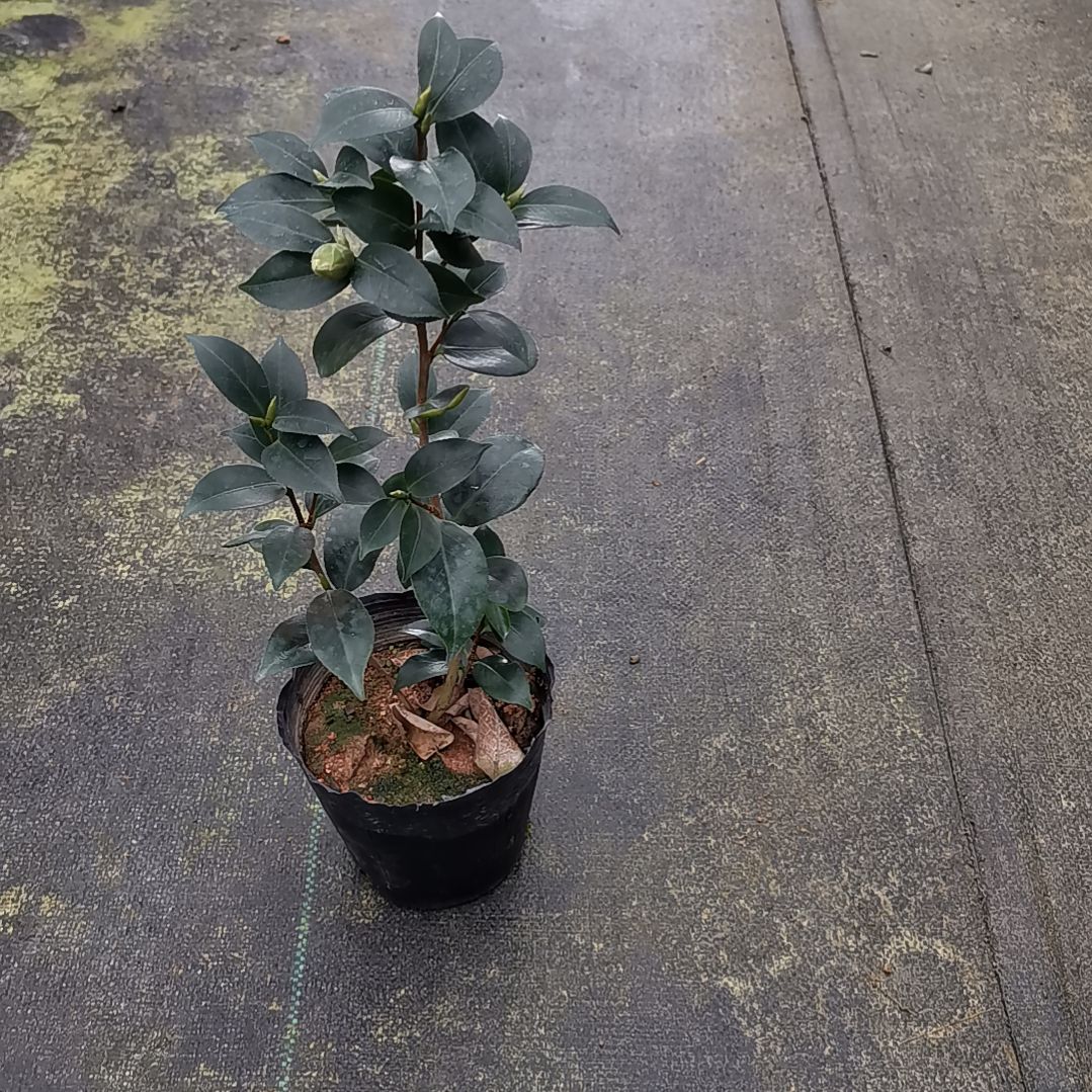 少量花朵（建议范围：2朵-5朵 或40%以下）友之普