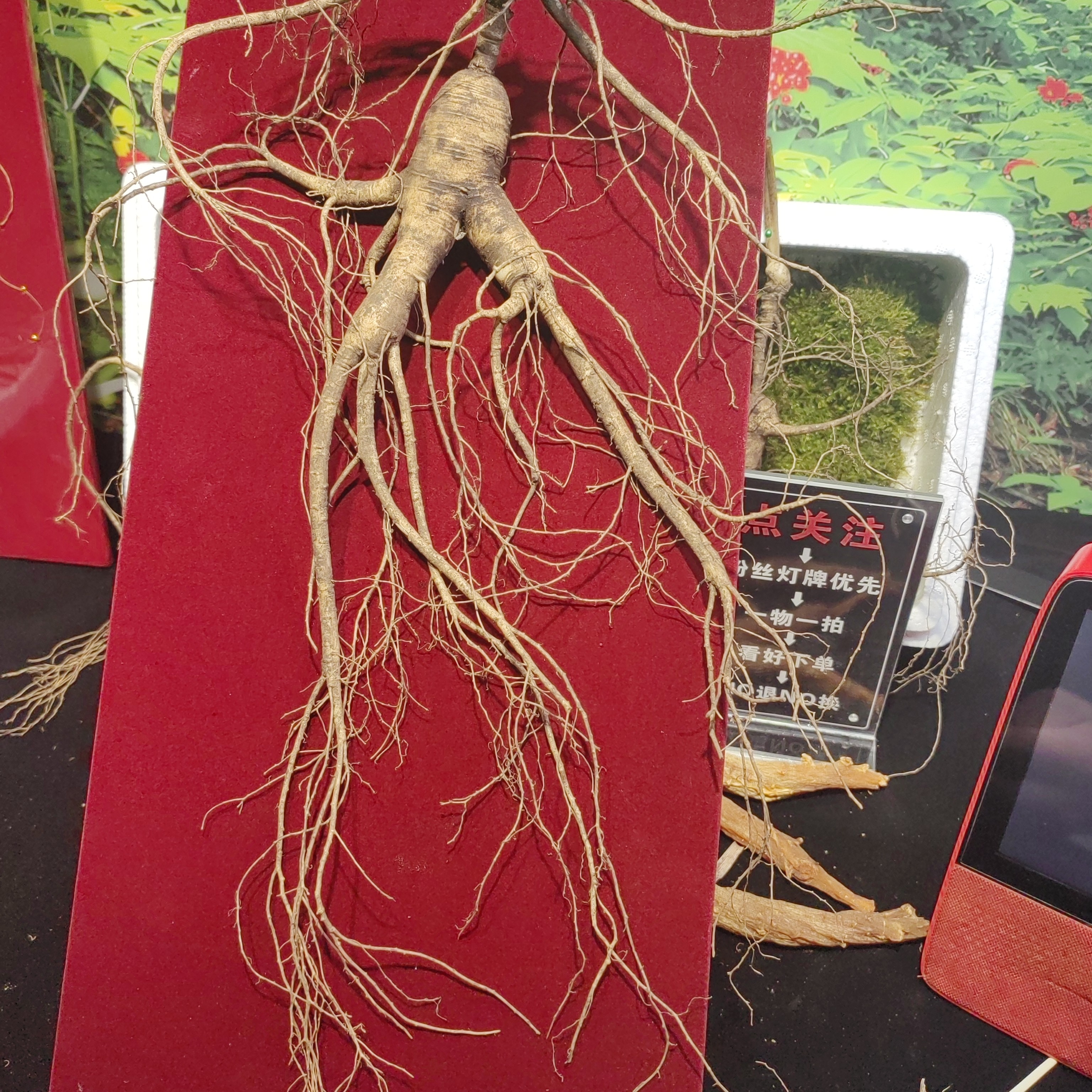 长白山新鲜林下参可煲汤泡酒滋补养生