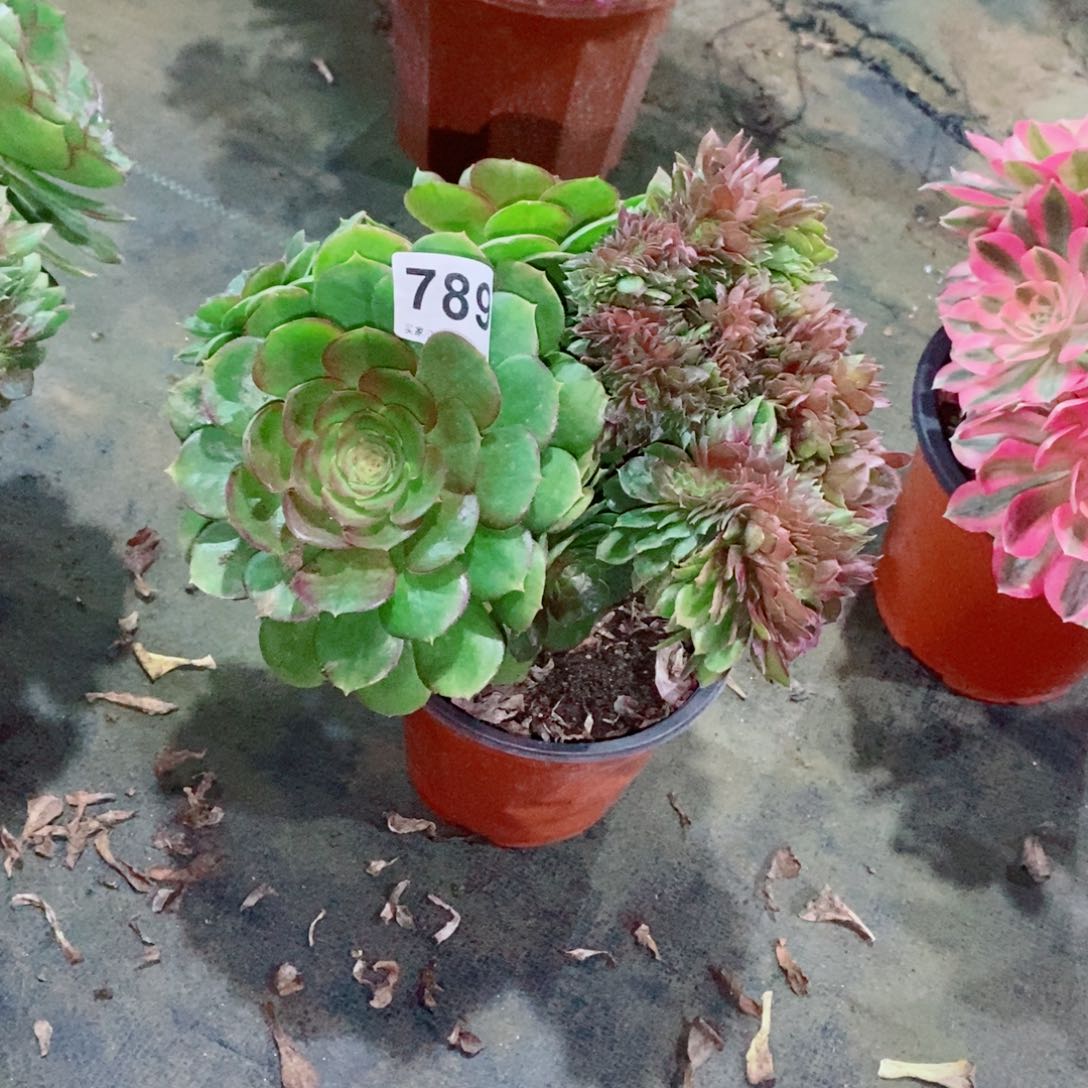 一***，万缀789多肉1111