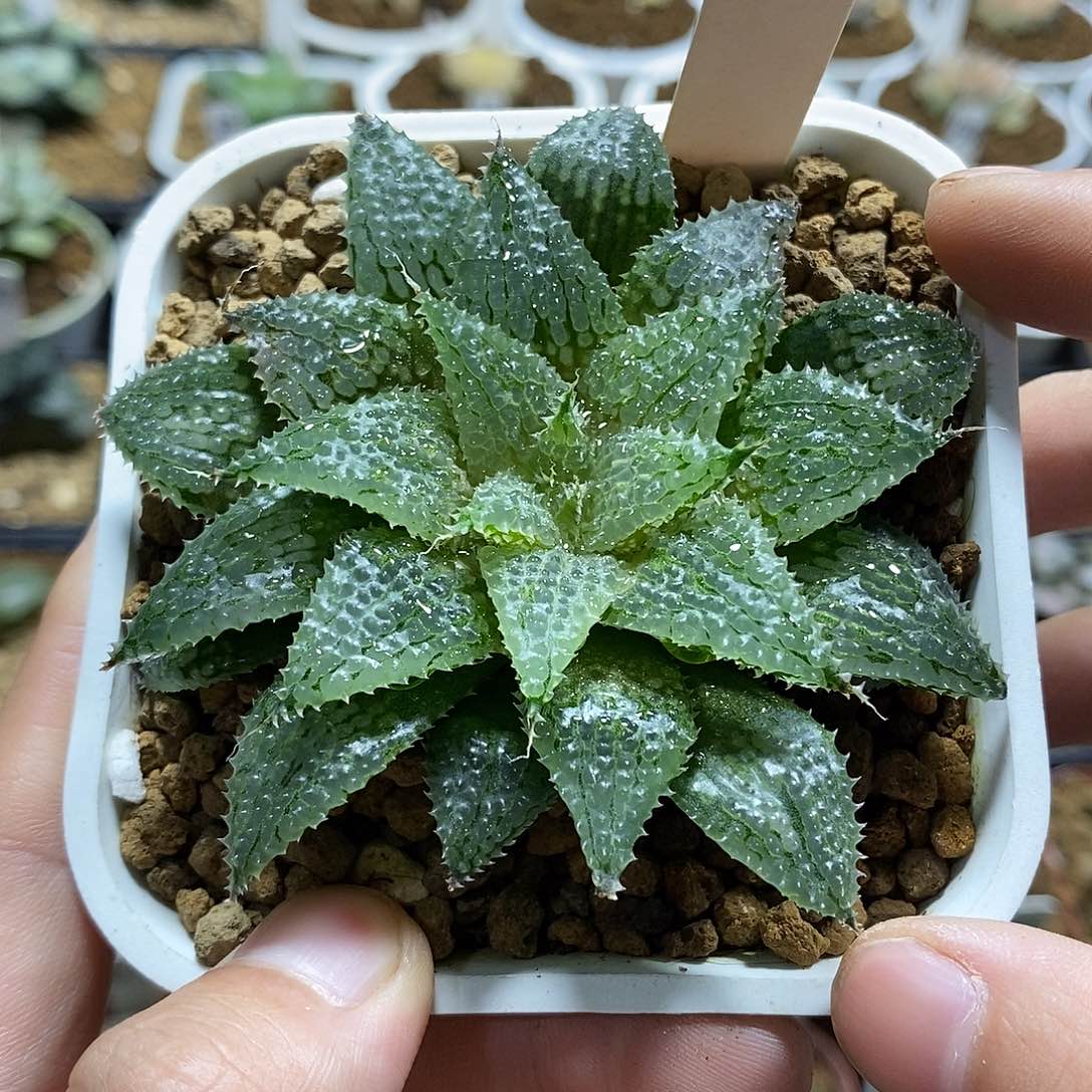 32莫瑞莎哈哈哈哈