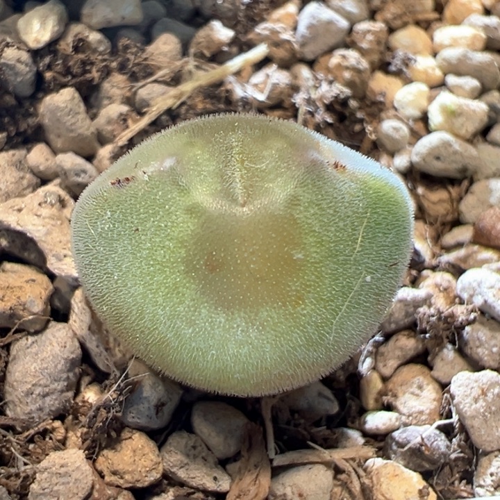 用***3646。 青蛙种源圆球体大眼睛。 干疤福利。  