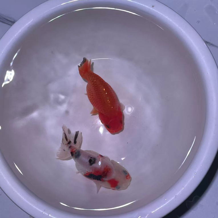 活体观赏金鱼苗一条