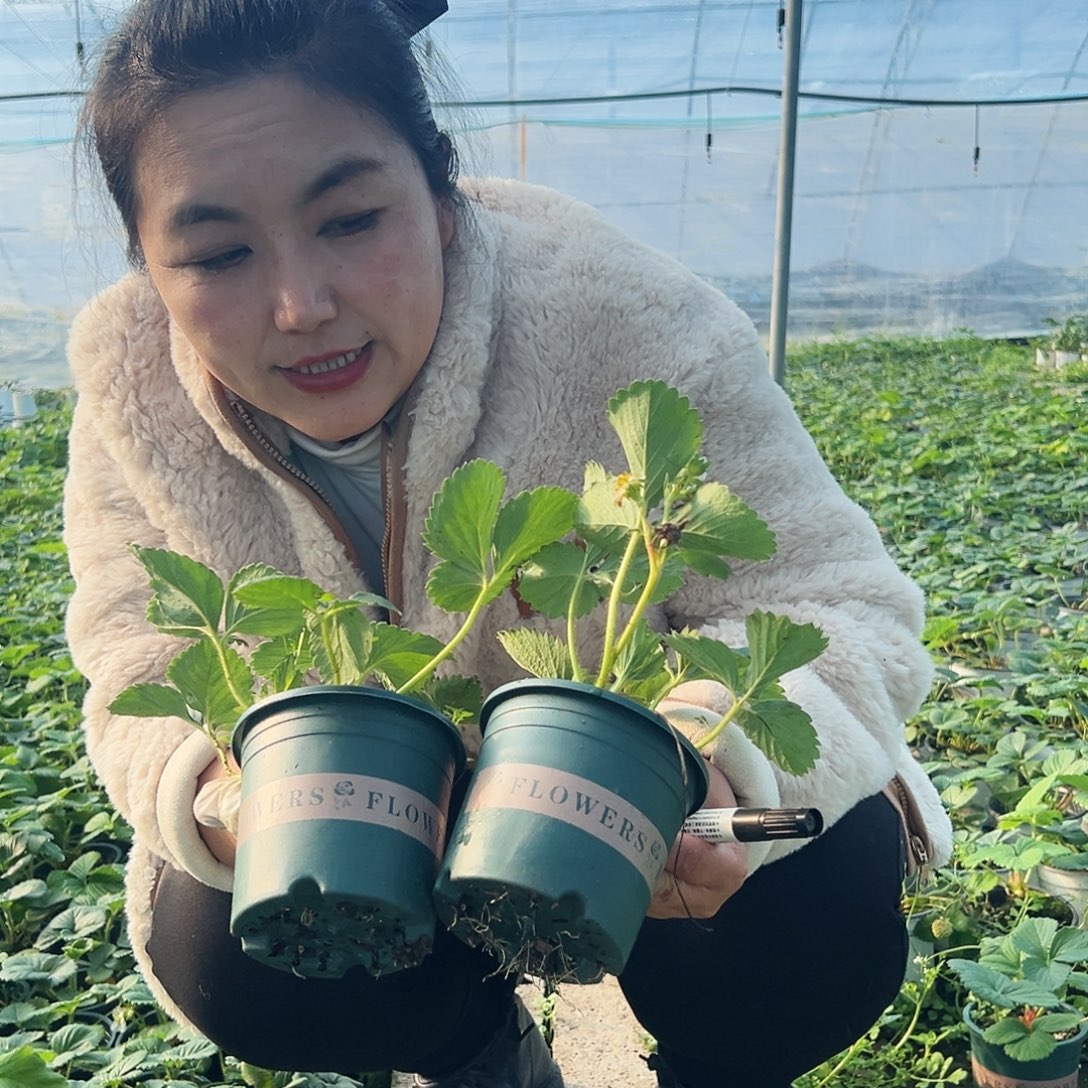 加仑盆梦之莹草莓苗4颗120盆栽