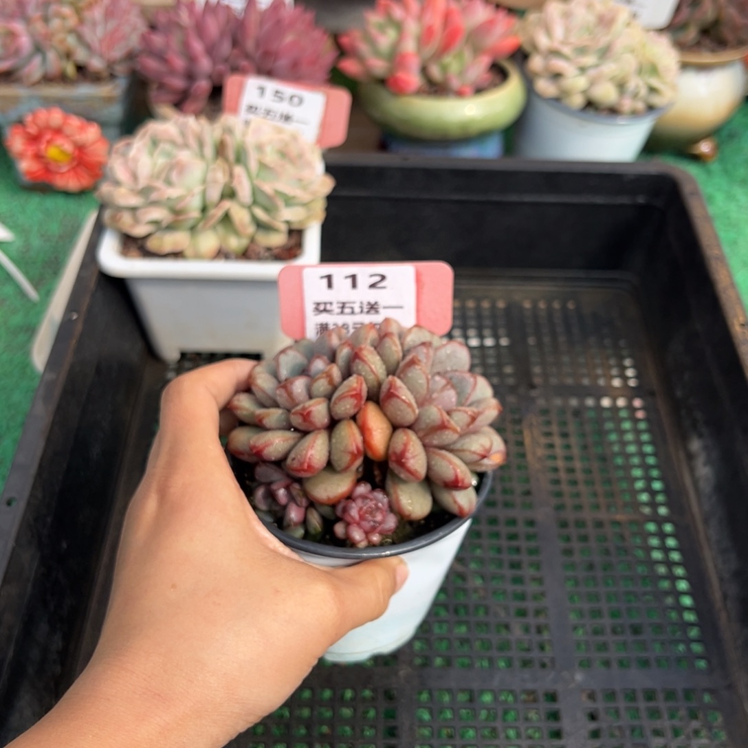 表妹精品多肉植物112.