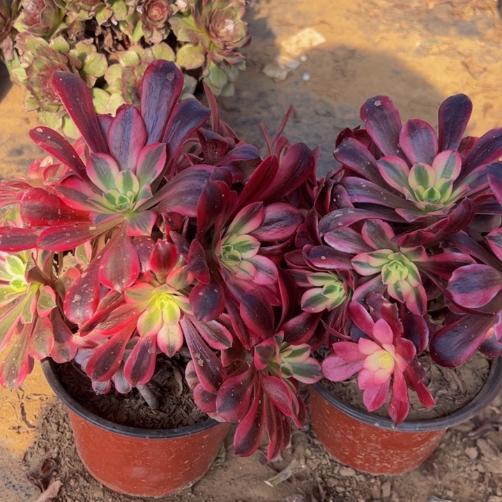 砍头桩美杜莎多肉植物4-1