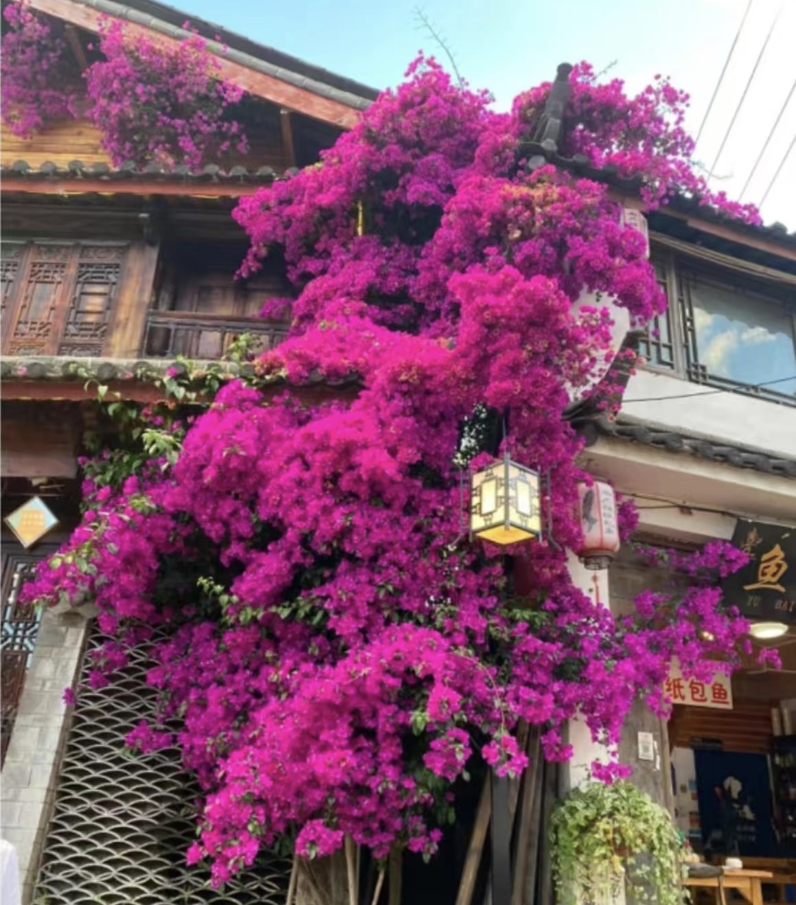 三角梅安格斯云南紫一物一拍