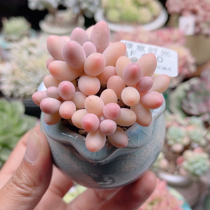 620 汤圆 带陶瓷盆发货 满28包邮