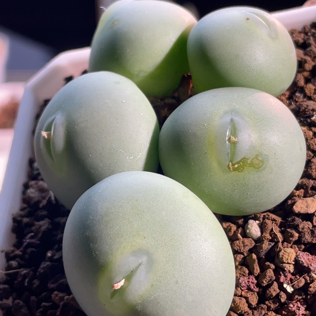 白花大g嘟嘟嘴植物一物一拍