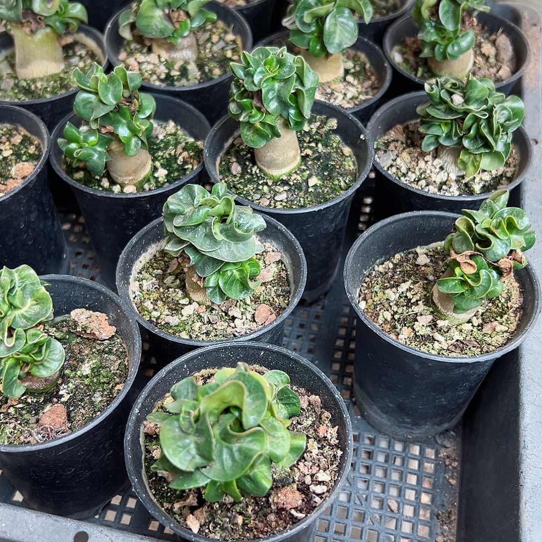 羊角卡汗肚子1.8公分带盆