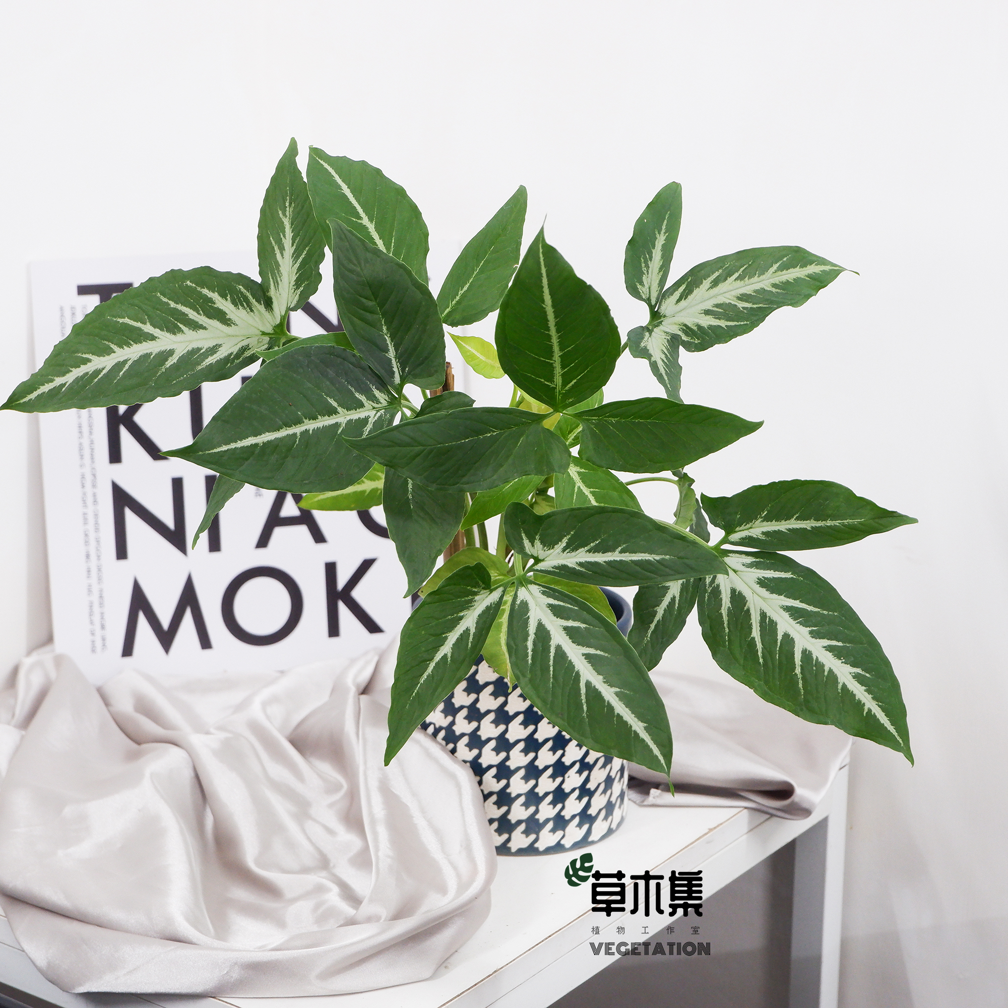 《草木集｜银脉合果芋》星迹编织银河的倒影，在绿海中流淌疏影。