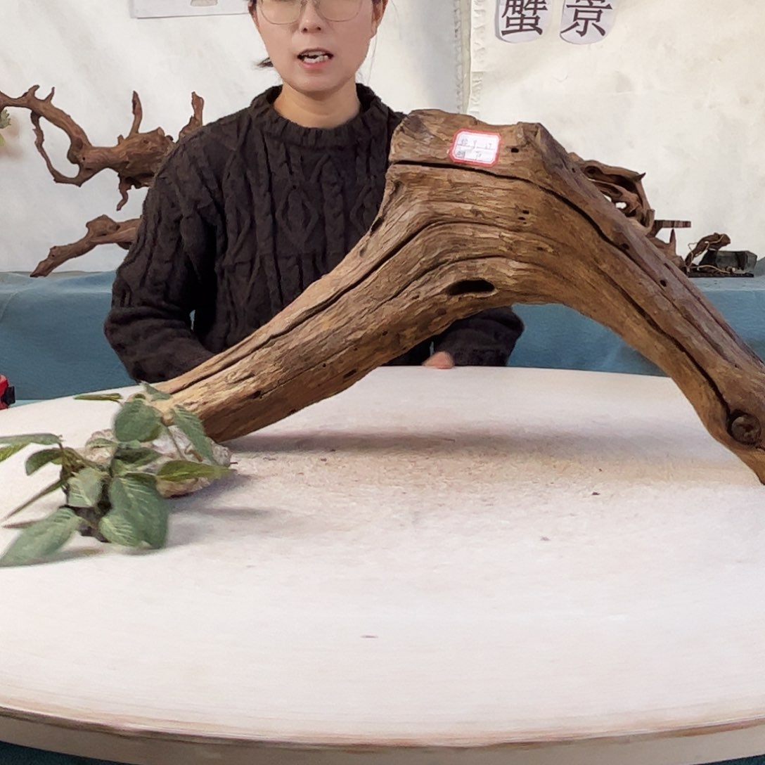 沉木造景寄居蟹造景