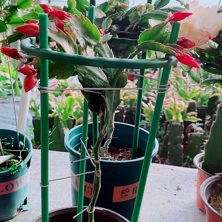 花***香无花朵叶仙嫁接一物一拍福利