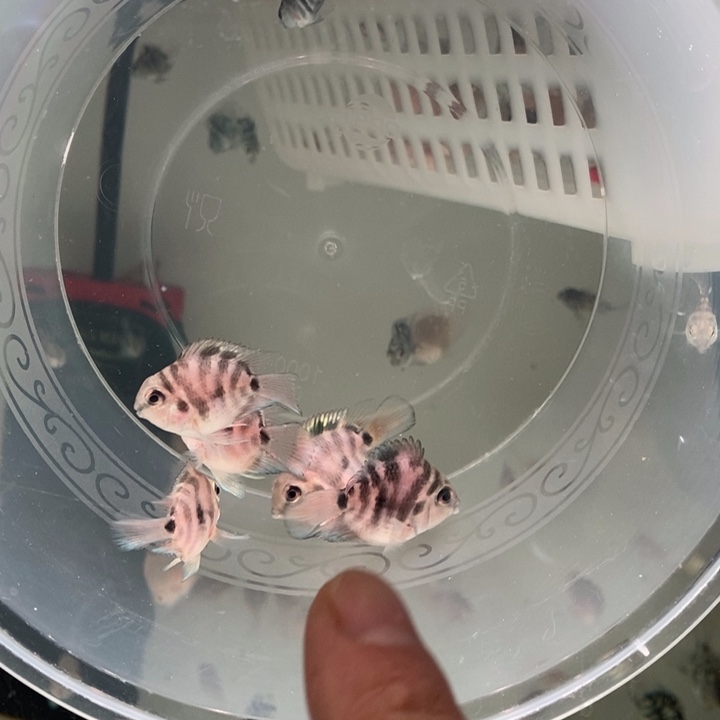 鹦鹉鱼摩卡一组四条