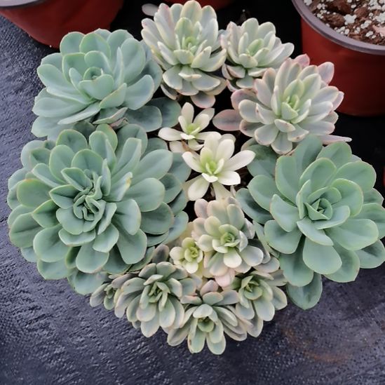 酸橙柠檬白覆轮锦朵朵缀