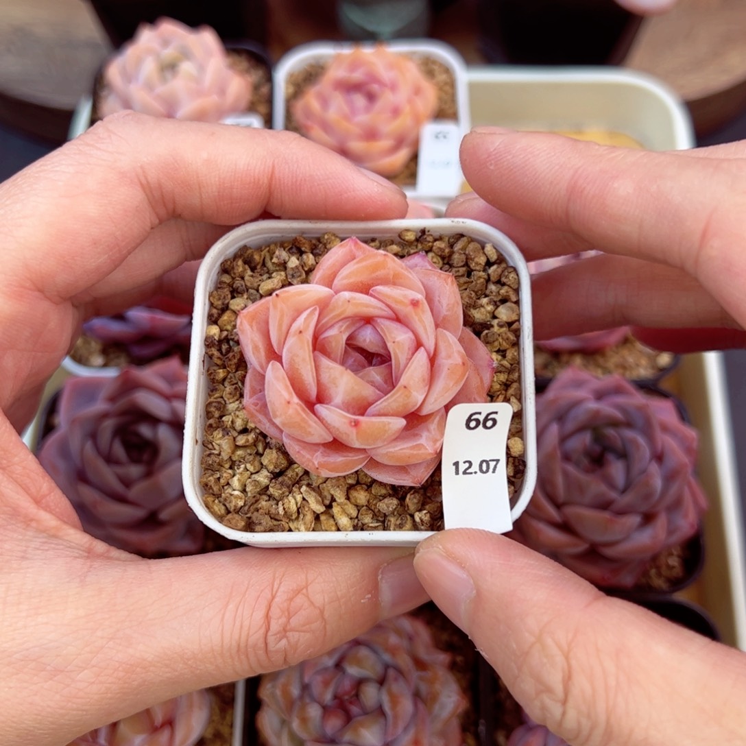 好好看66、哈哈哈哈