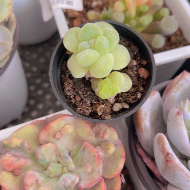 冰玉石化锦多肉植物410