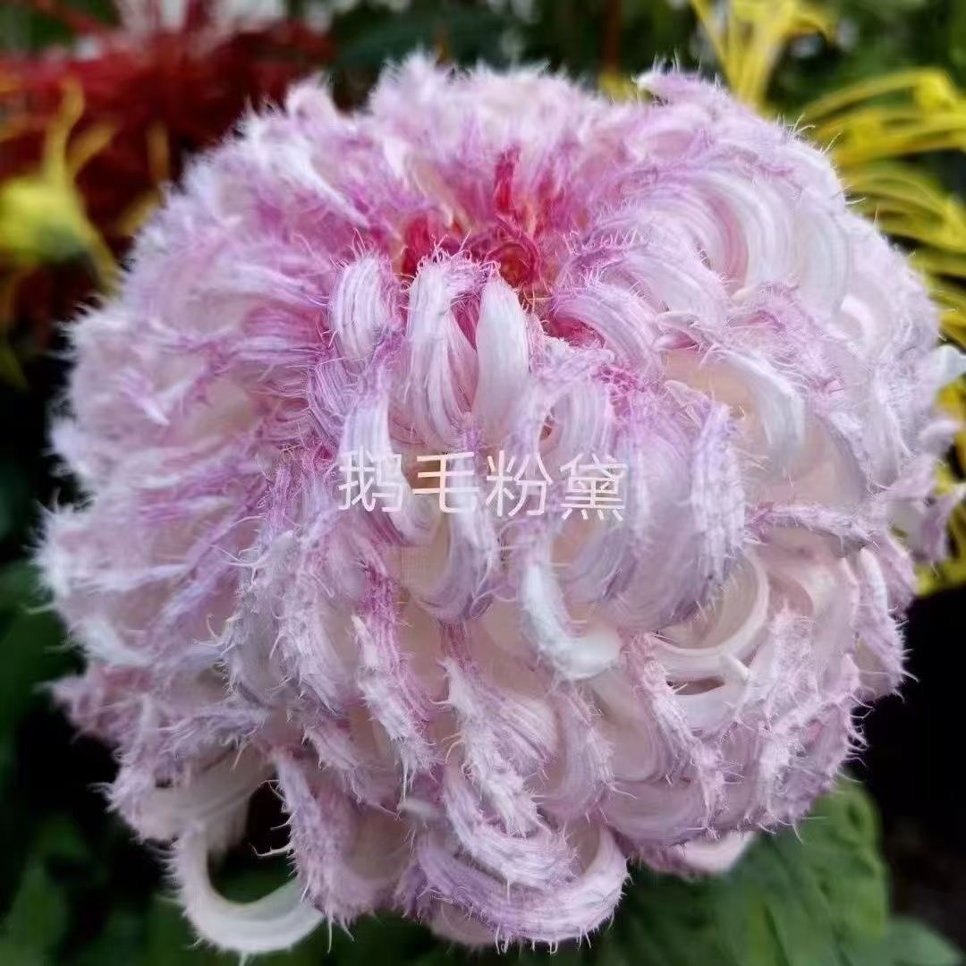 九月大菊【鹅毛粉黛】菊花大苗稀有品种阳台庭院