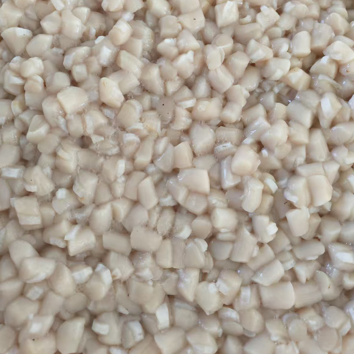 大连 长海县 栉孔原浆扇贝丁 鲜活扇贝活贝现扒外地冷冻发货