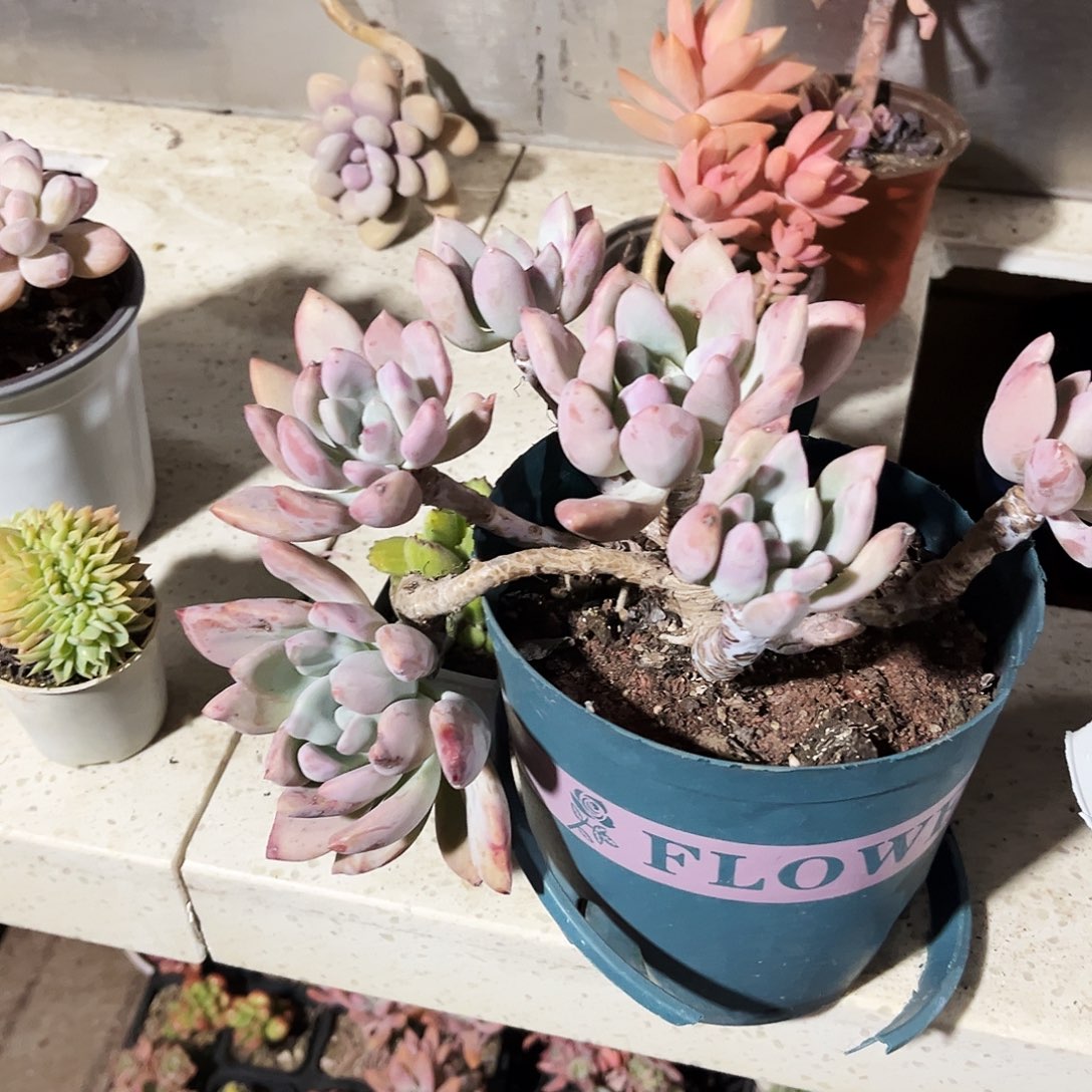 鬼***花143多肉植物提取天然草本配方