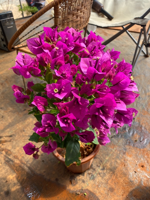 紫色三角梅庭院阳台盘栽好养活四季开花