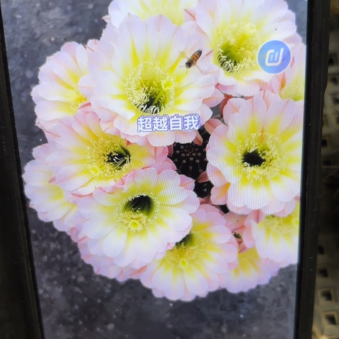 爱德华彩侧牙20包邮21