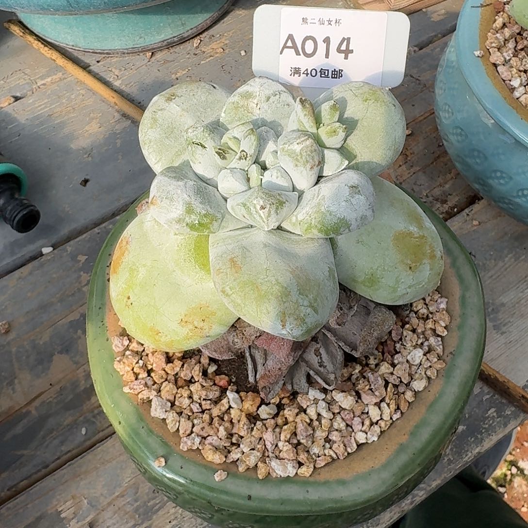 希***嘻多肉植物仙女杯满40包邮A014