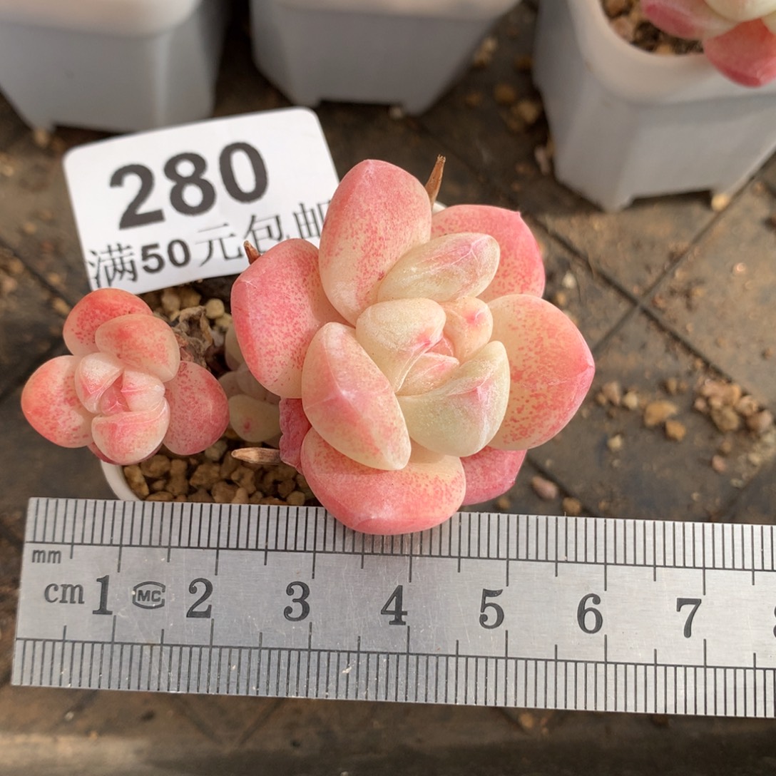 280三头透粉小树冰玉冠服5