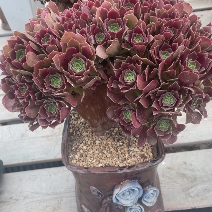 多肉植物等的栽培繁殖及培育和