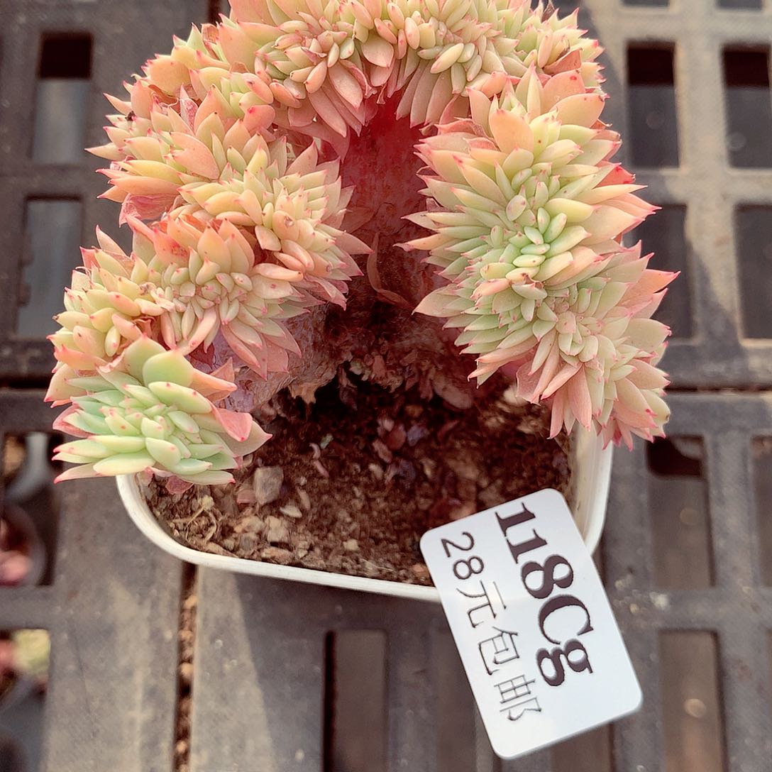 5厘米盆精控多肉118