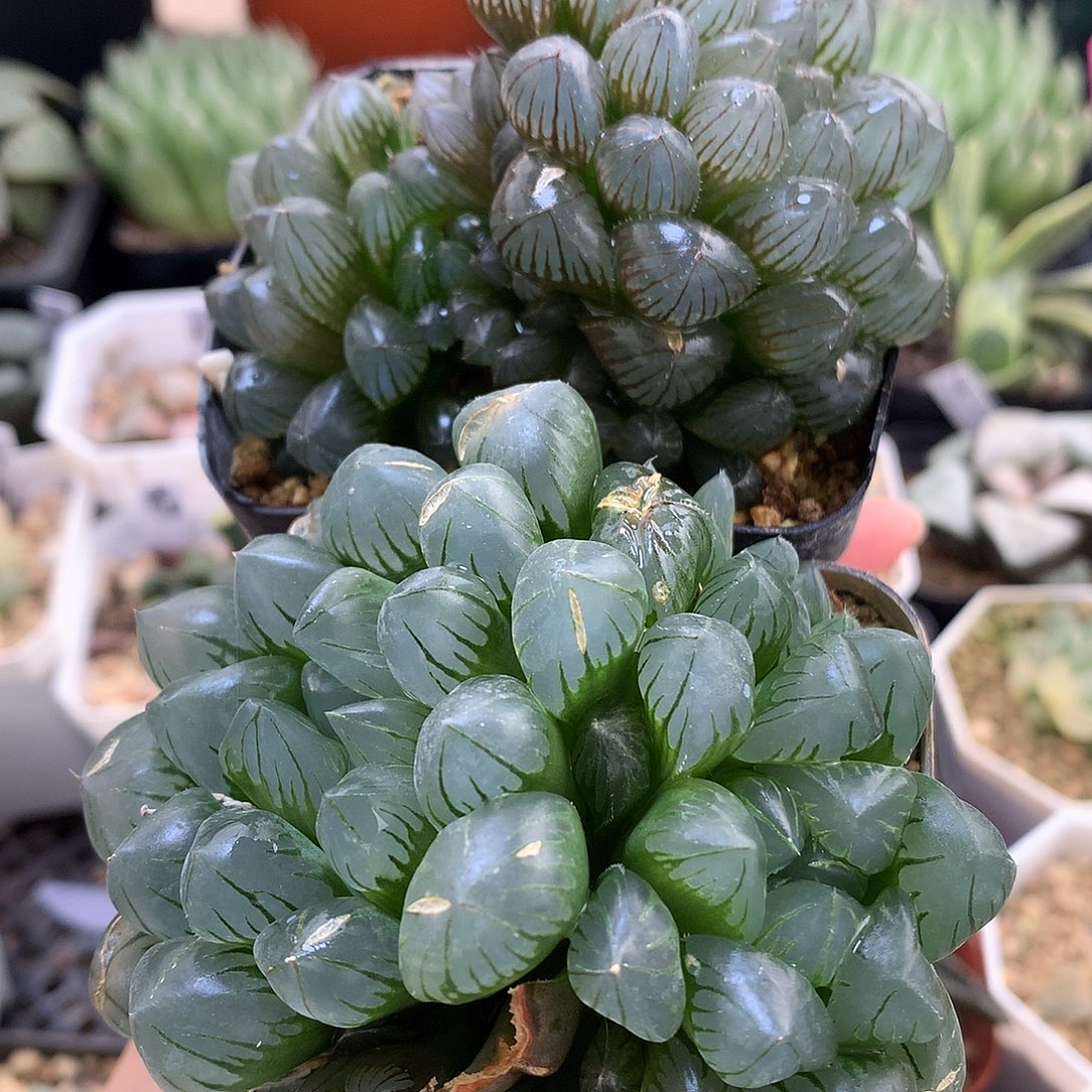 喵***王实生玉露带盆土发货tlloo