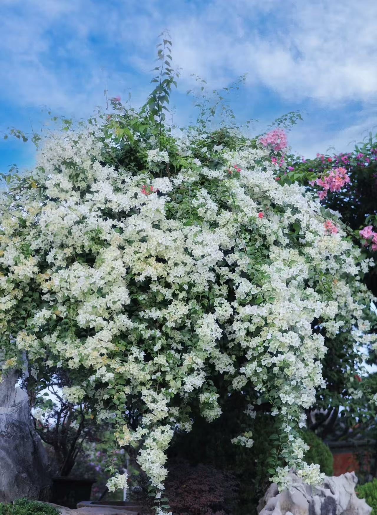 三角梅绿樱大苗盆栽四季开花爬藤好养护花卉植物
