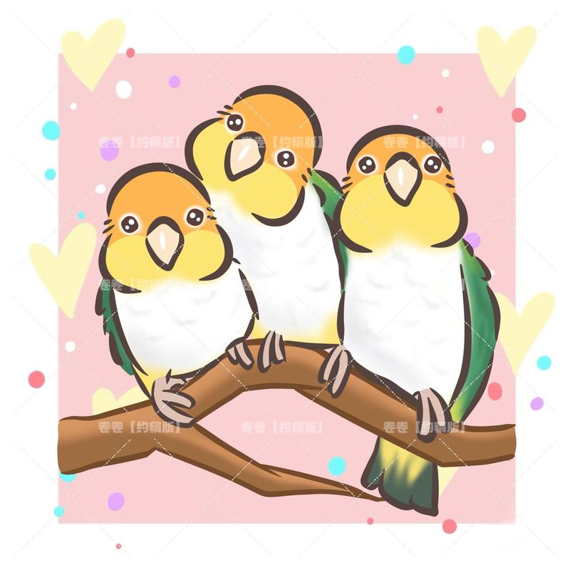 手养大头虎皮金彩特色鹦鹉