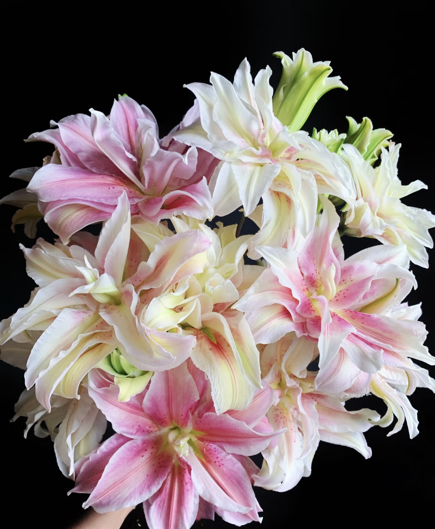 【萨拉重瓣百合】任意两单及两单以上鲜花顺丰包邮发货