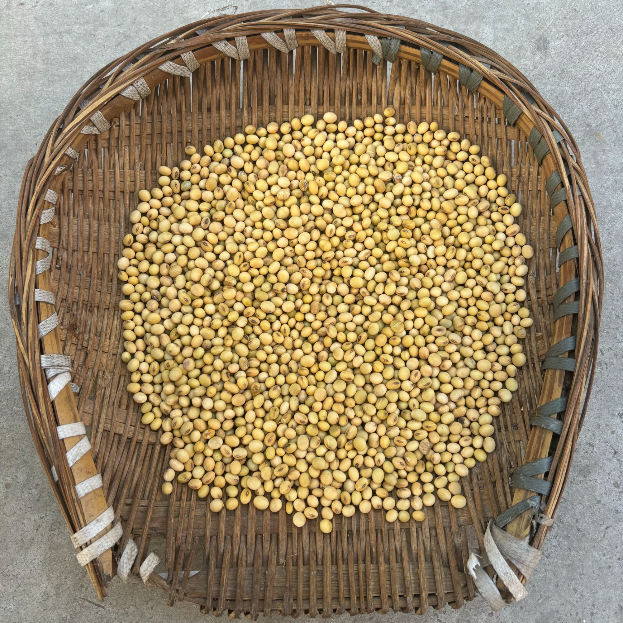 【打豆浆黄豆】农家土黄豆贵州农村小黄豆本地豆子生豆芽打豆浆煲汤