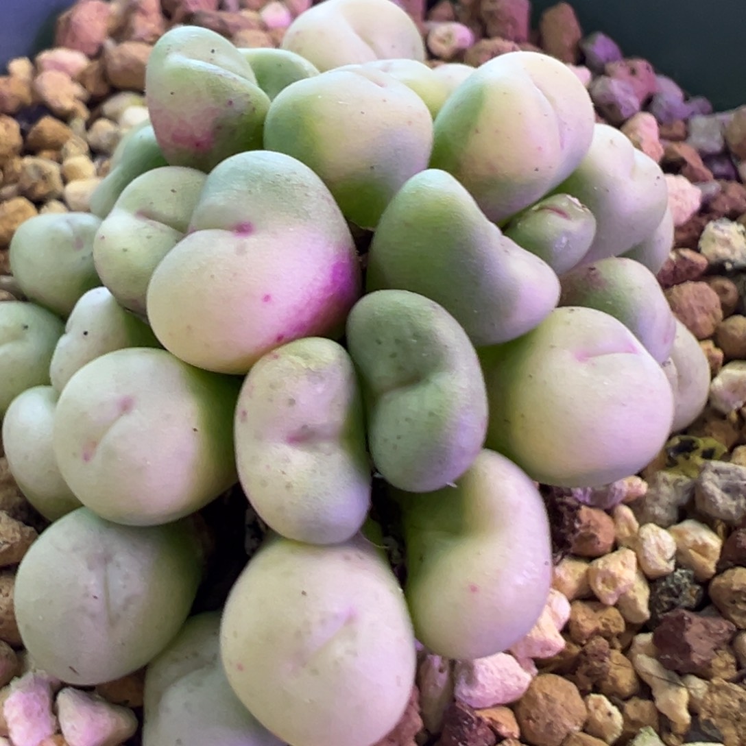 捧花嘴锦 肉锥植物