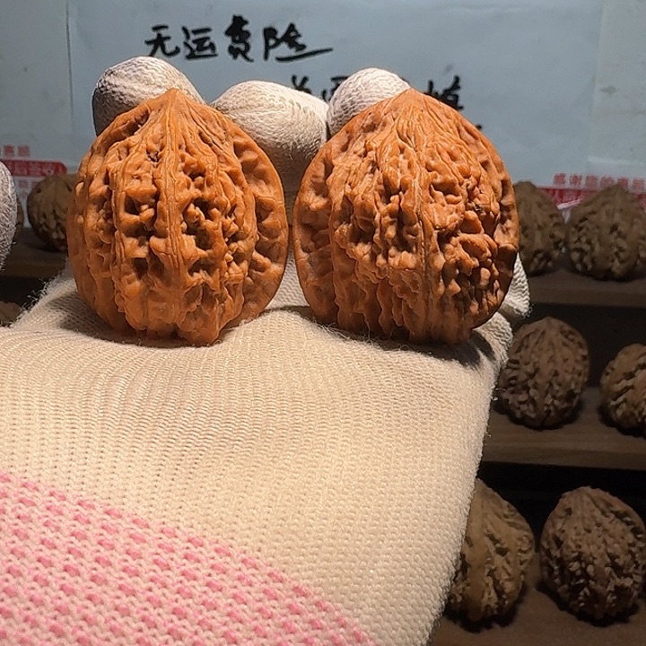 我***了秦岭野生无名核桃