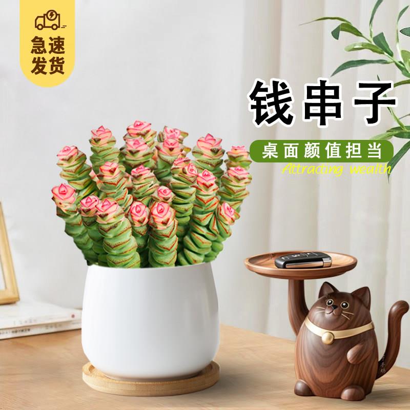 钱串子多肉小盆栽室内桌面招财绿植花卉钱多多好养活肉肉鲜花耐旱
